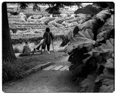 photo of a maze in cornwall