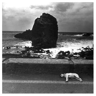 dog, teneriffe
