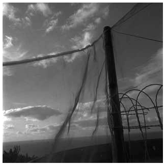 protective netting, teneriffe